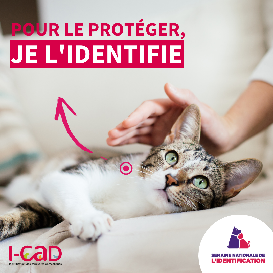 Tout Savoir Sur L Identification D Un Animal